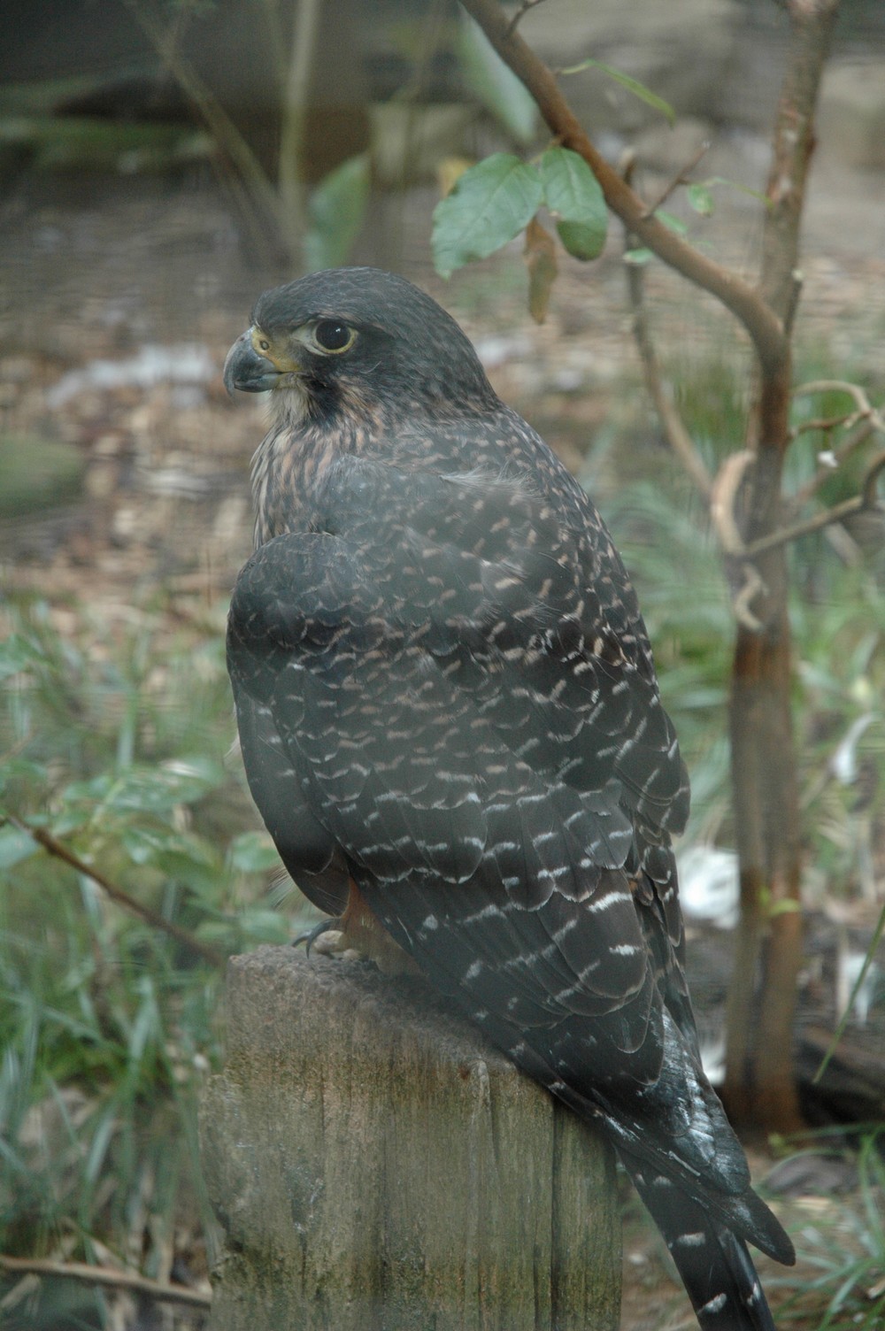 456   06 02   Otorohanga   Kiwi centrum